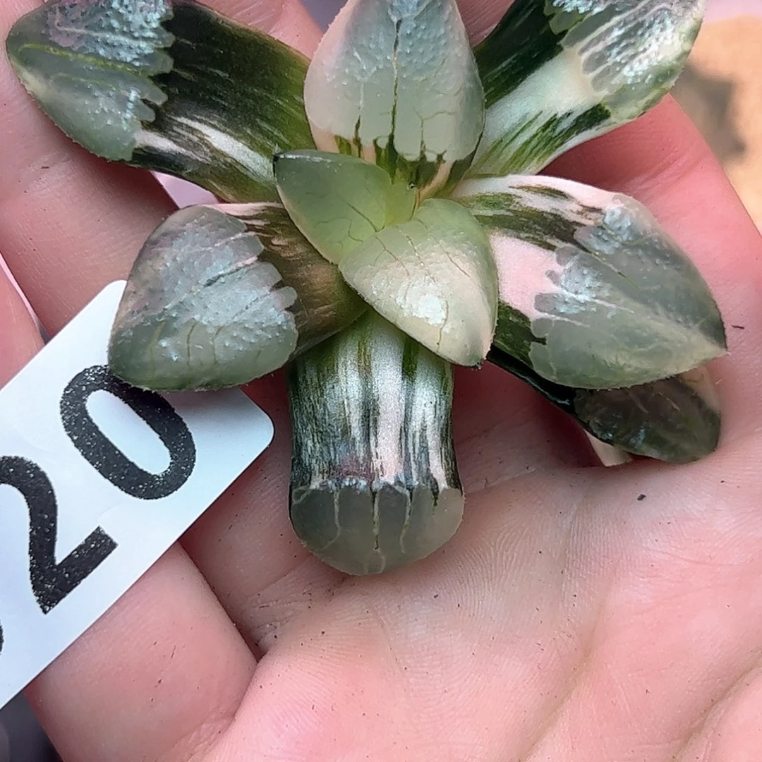 520红红火火恍恍惚惚