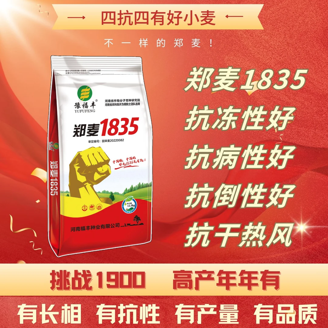 国审【郑麦1835】抗冻耐寒大穗分蘖强抗倒高产硬质小麦种子