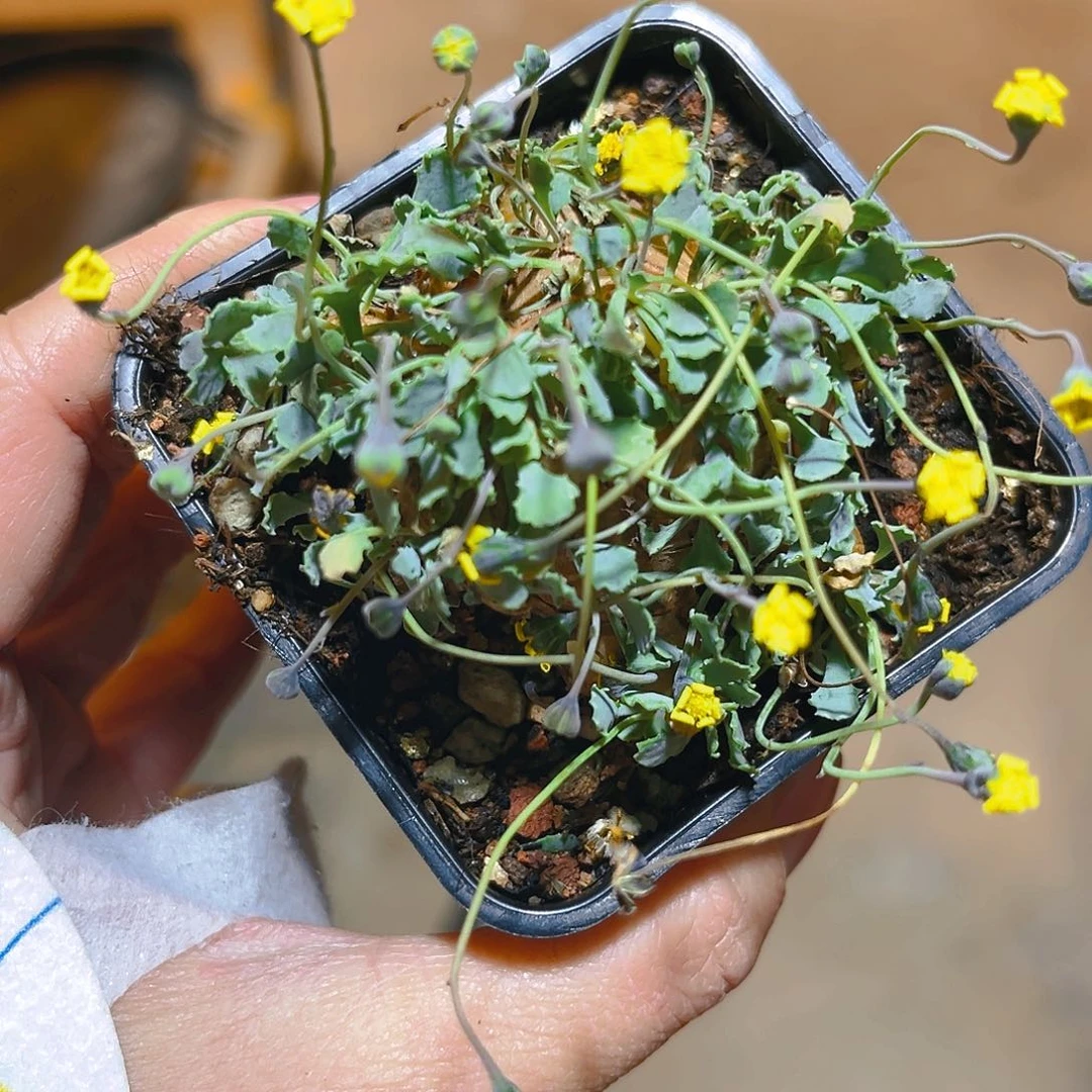 格加厚墩菊，5.7公分