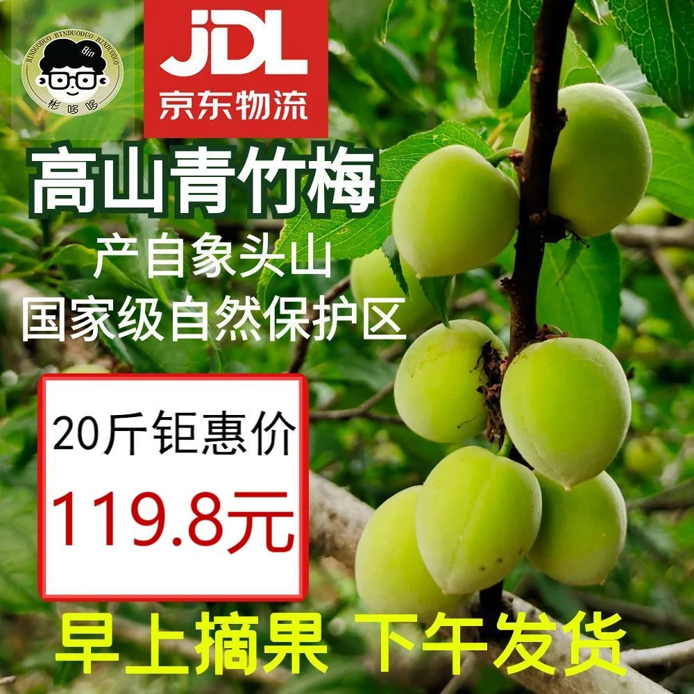 【量大优惠】20斤新鲜青梅果大果高山当季鲜果酸脆梅子泡酒酵素专用