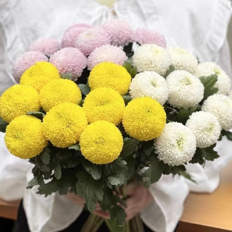 【精选乒乓菊】店铺福利 店铺买满2单包邮  5单送配草