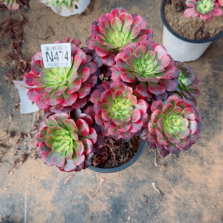 474越婵官服25左右2