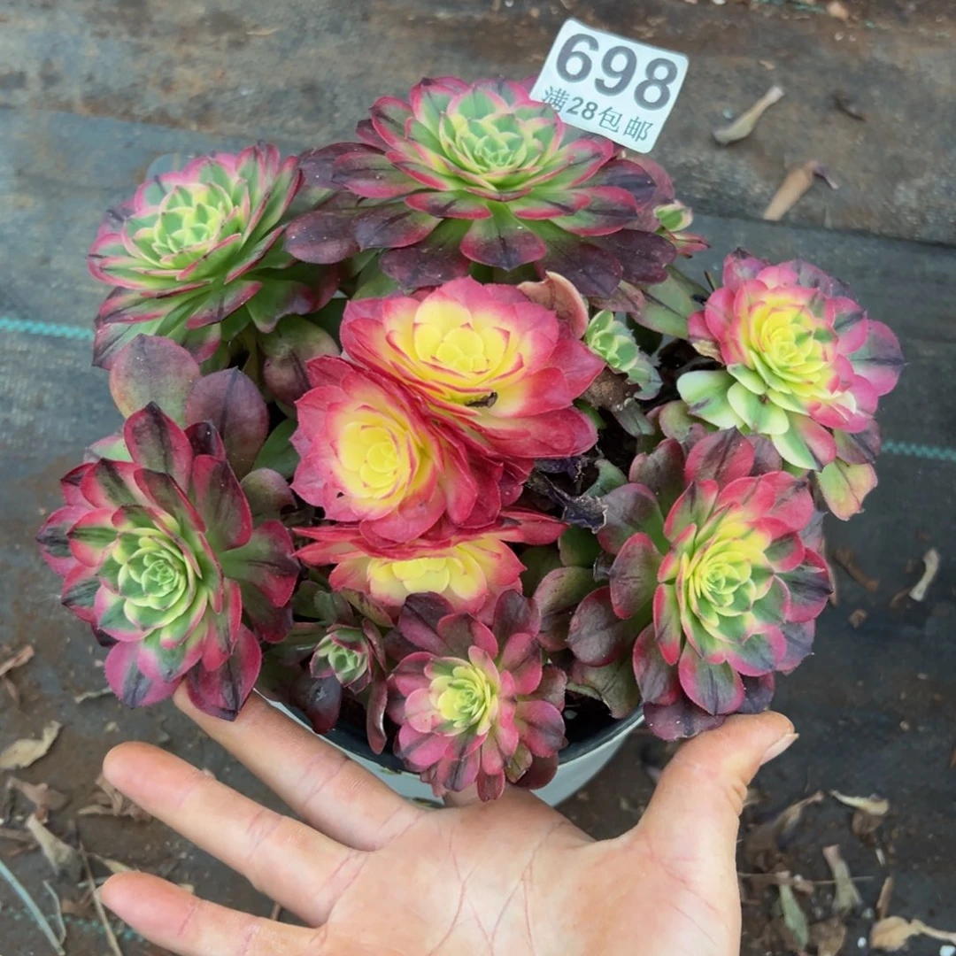 多肉植物698海王的