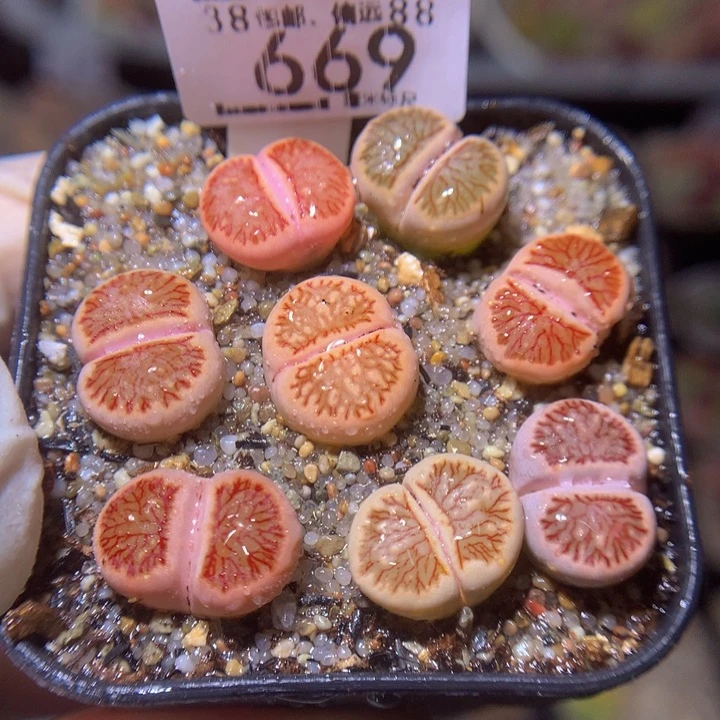 Sss精品生石花669