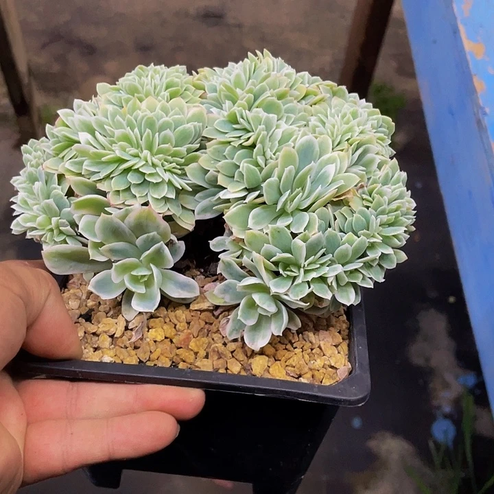 柠檬锦缀化哦哦哦哦哦