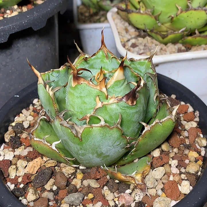 龙舌兰仁王冠白鲸