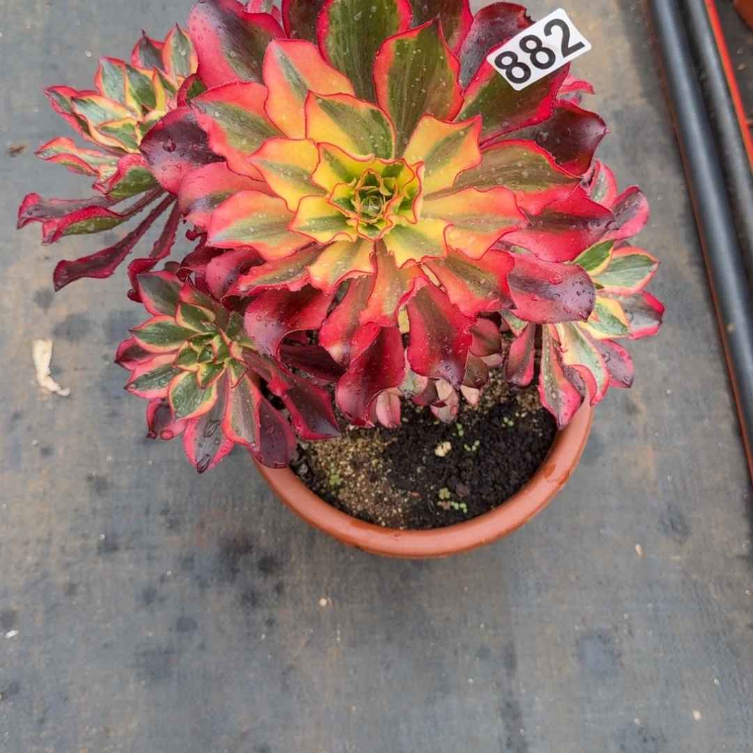 882多肉植物魅影多肉