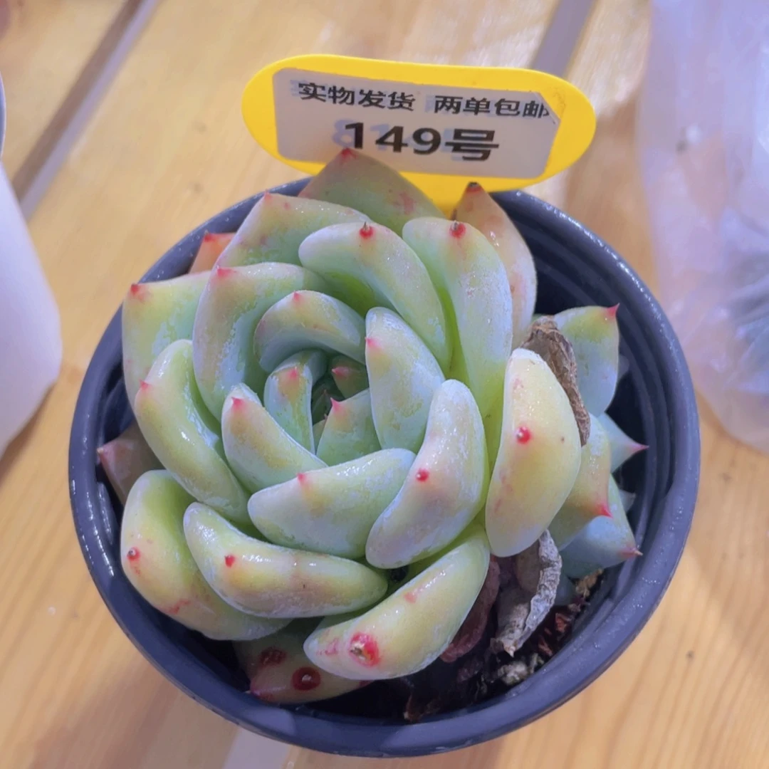 149号 宽叶韩货白拉糖