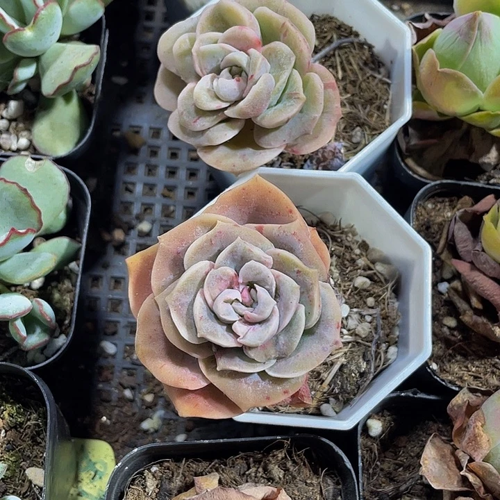 石化可爱玫瑰带盆土发