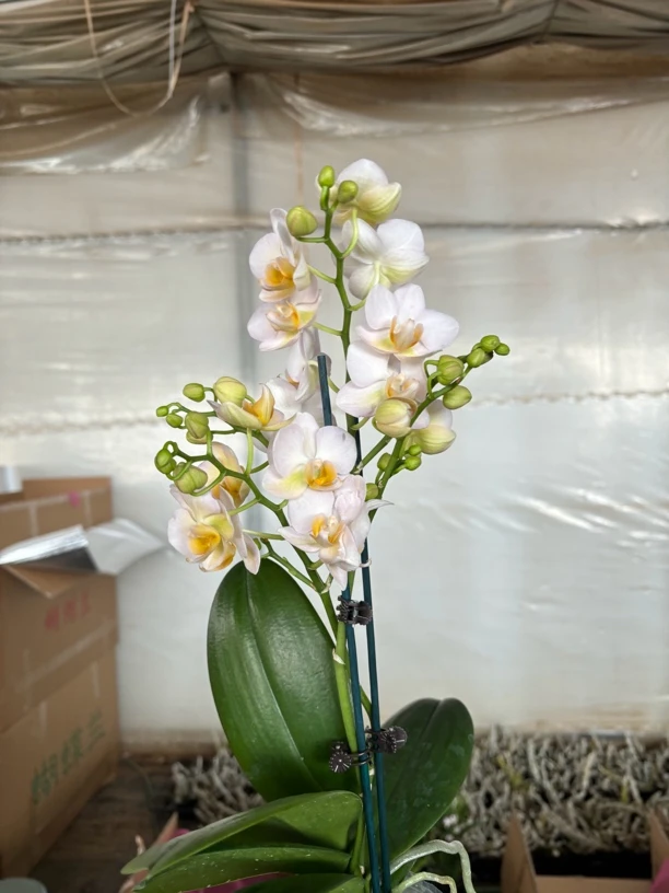 勃艮弟——蝴蝶兰 开花发货 室内绿植