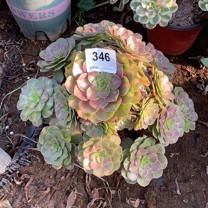 多肉植物倾城中斑346