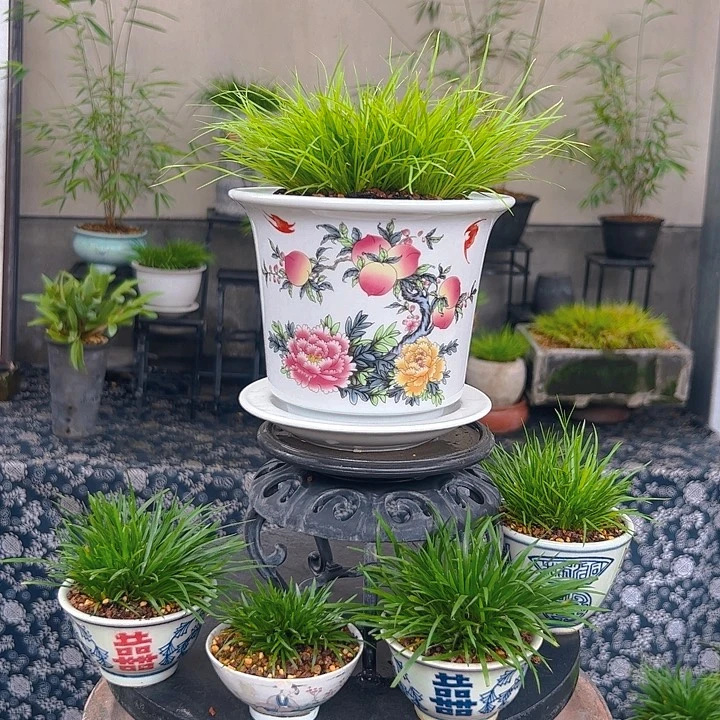 无花朵寿桃黄金姬菖蒲盆景