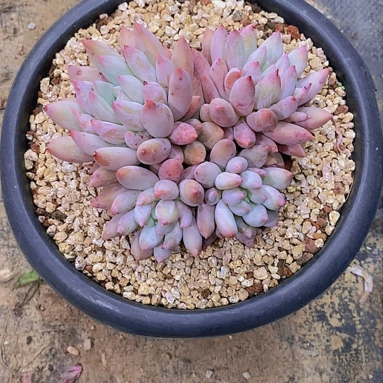 火*鸟所罗门多肉植物