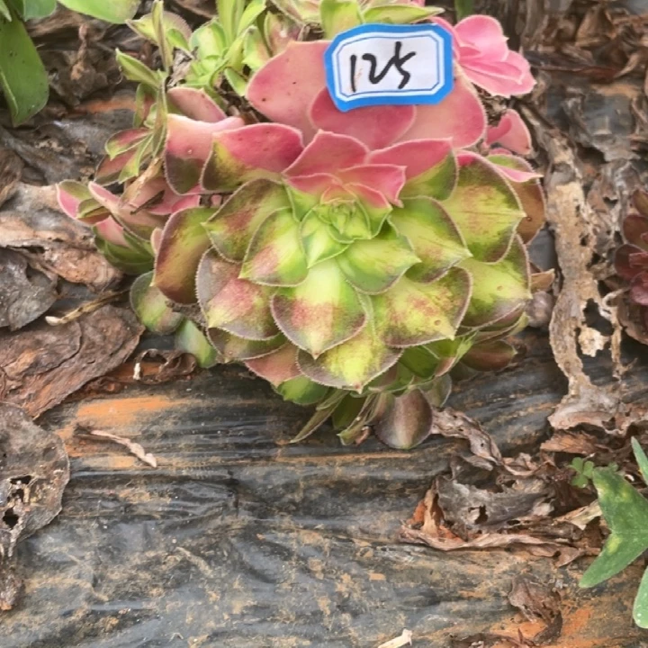 125，不带根韶华花脸法师