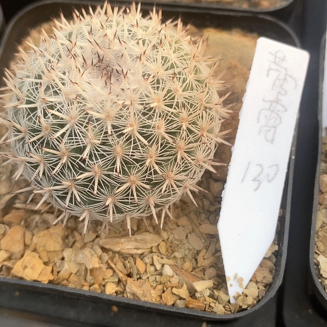 蕾**园土土花花花花花花花花