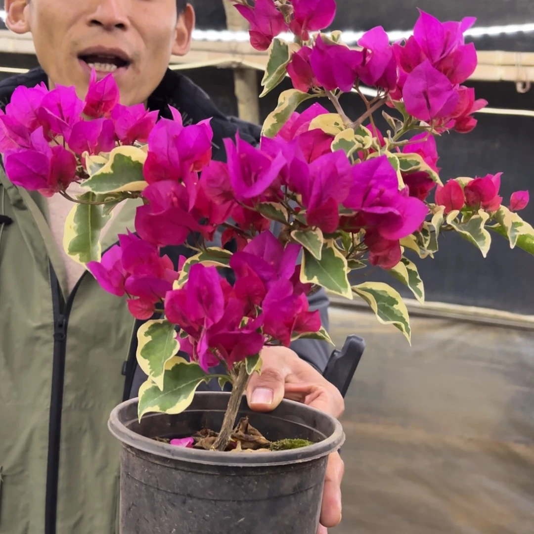 完全开放（花叶大红）三角梅会落花落叶会光杆苗有大有小