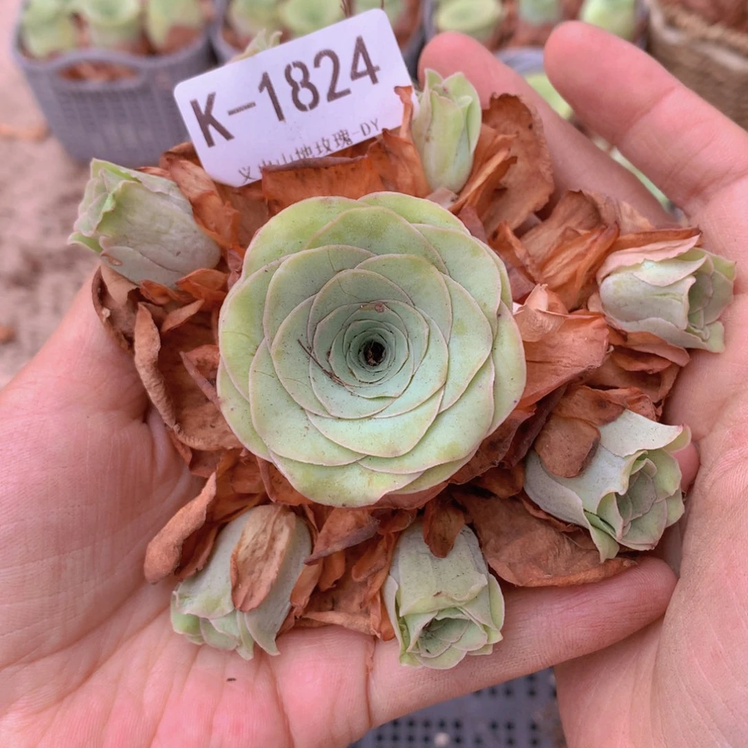 1824会掉侧芽不售后