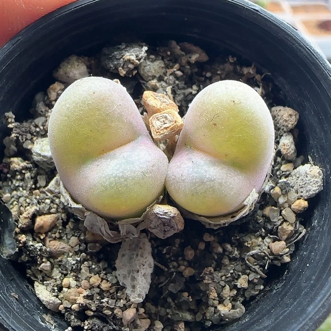 L***y哈哈哈哈哈哈哈哈哈47000