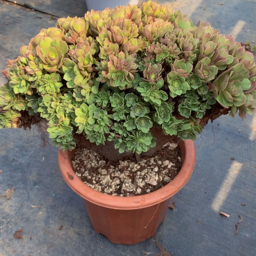 【闪购商品】迷*法师法师886