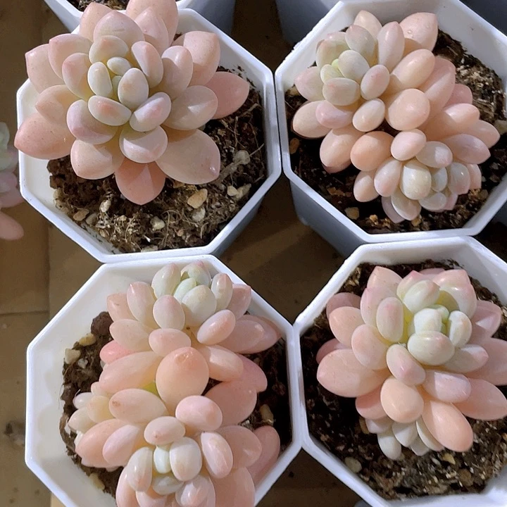 八角盆洛可可带盆土