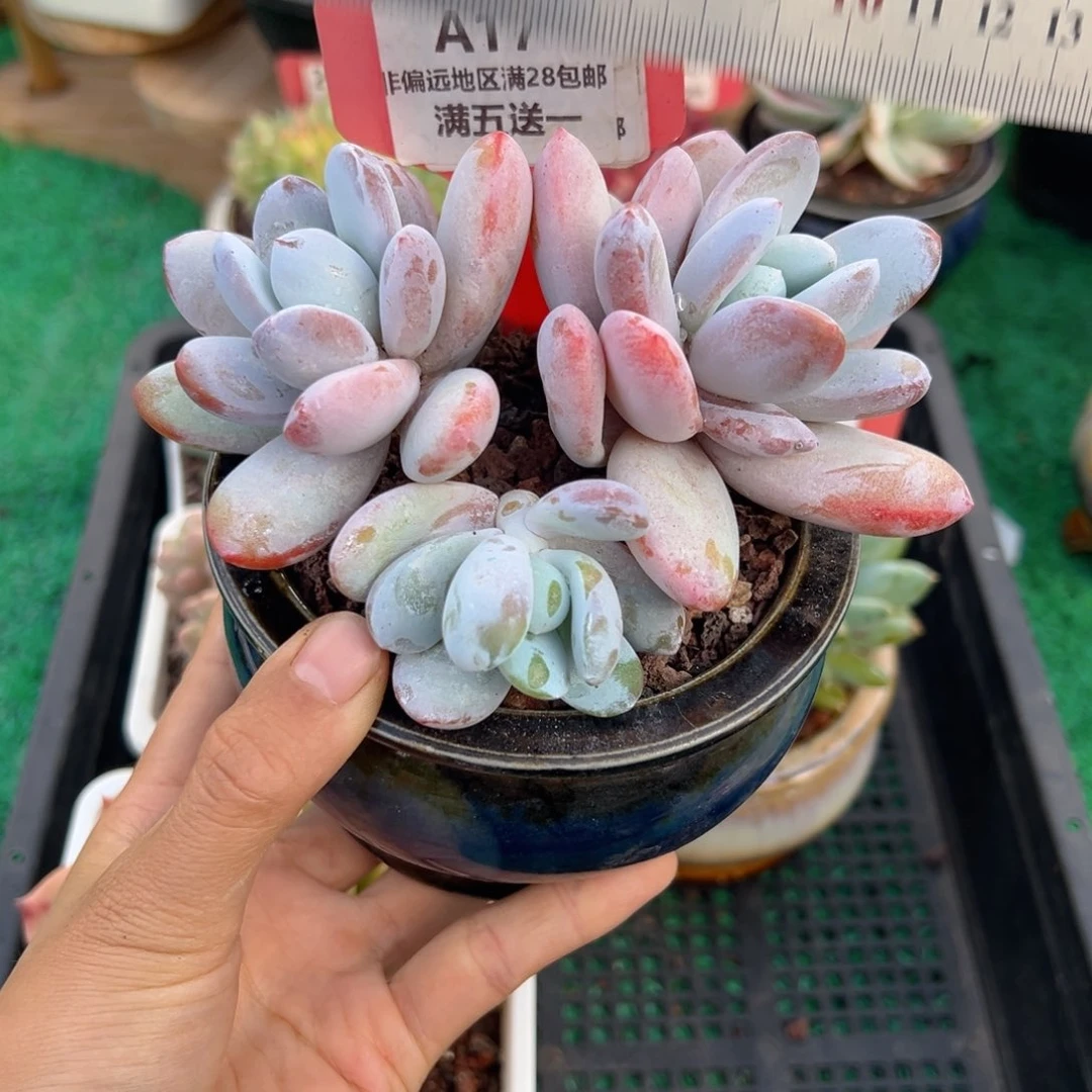 表妹精品多肉A17.