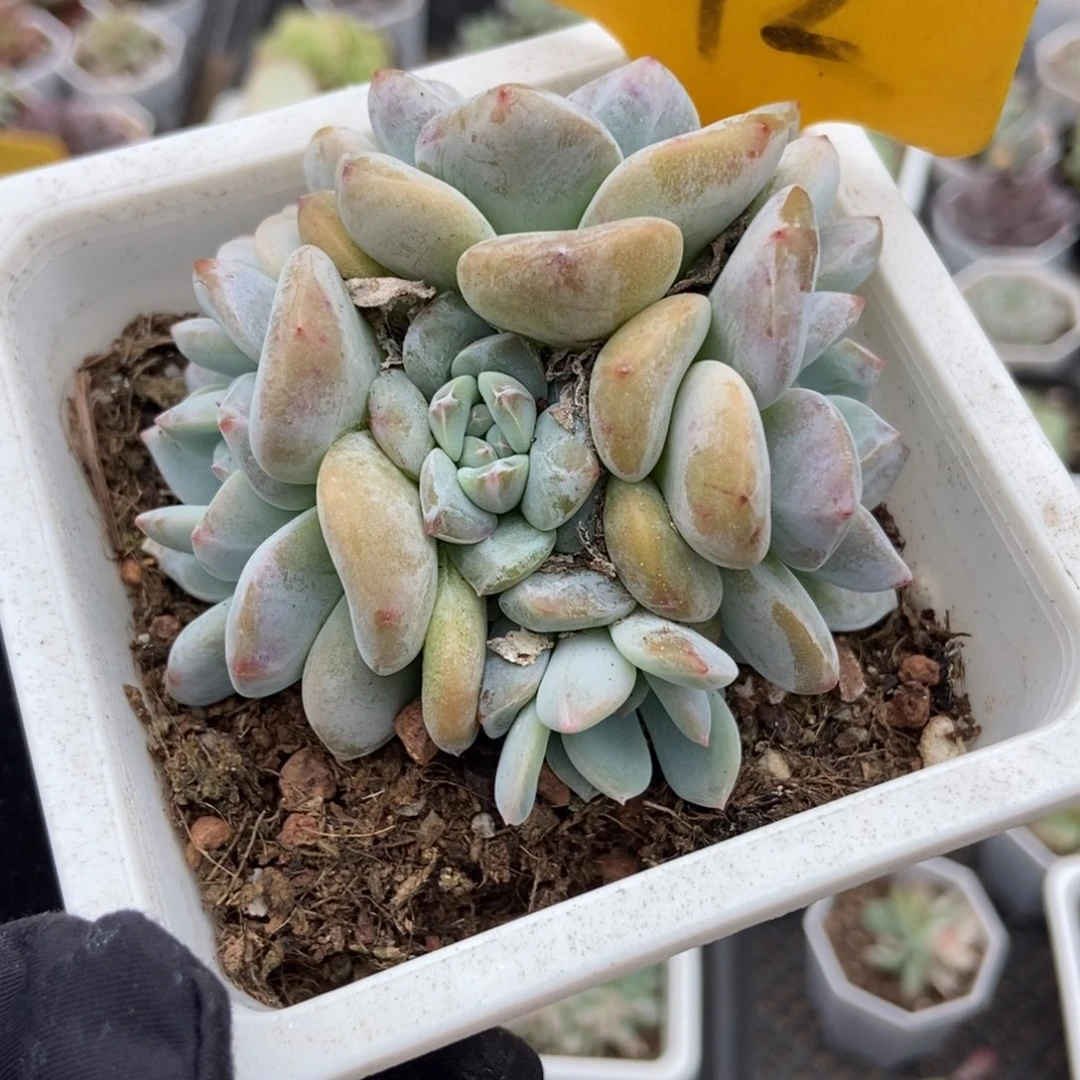 572星影多肉植物多肉