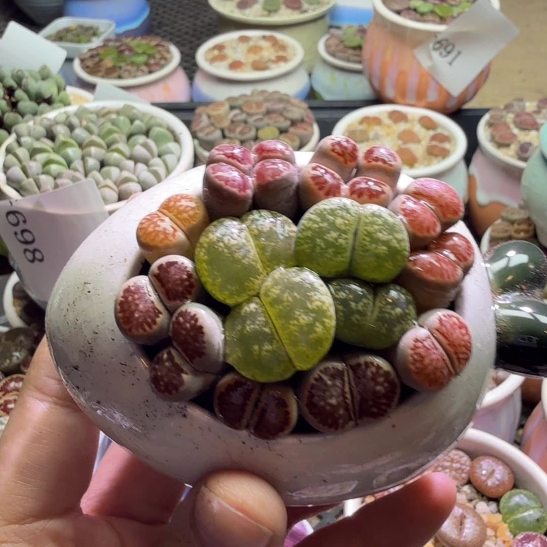 快***兔多肉植物福利款冲冲冲702