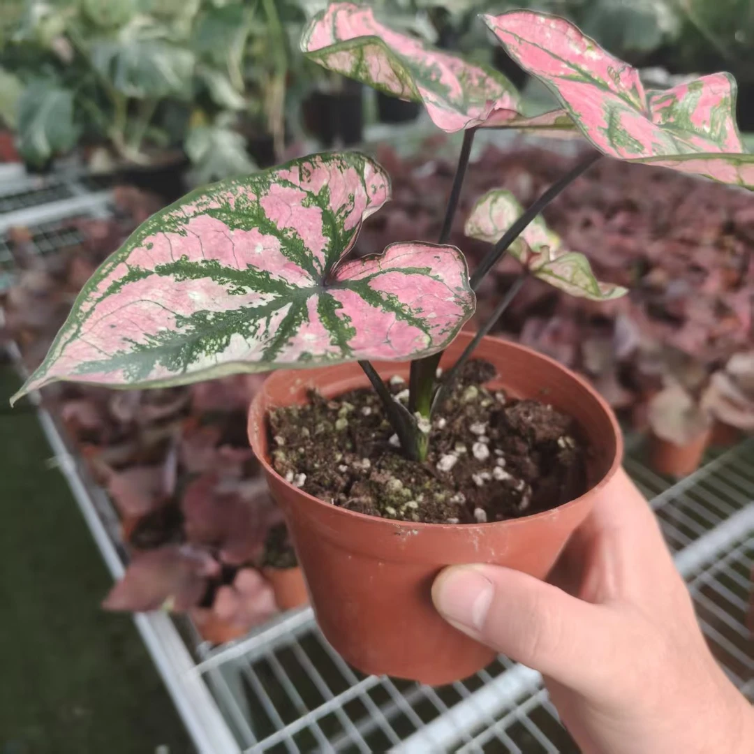 【小颗彩叶芋】彩叶芋大球锦化植物球根热植ins风客厅绿植