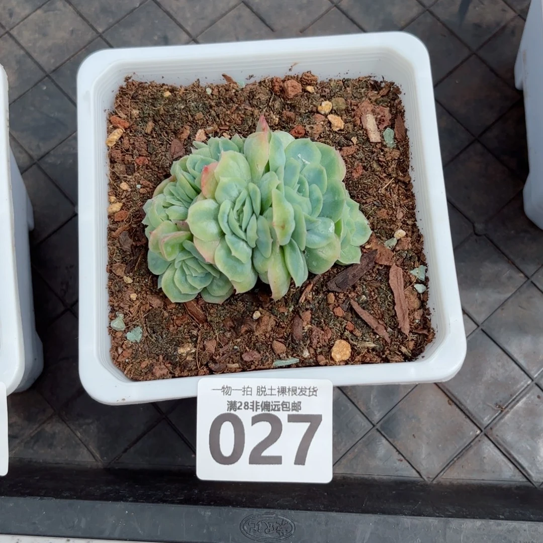 泡泡纱裙群生无盆土发货
