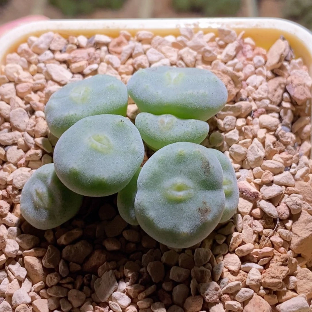 哟***猴好看好看绿豆饼一颗