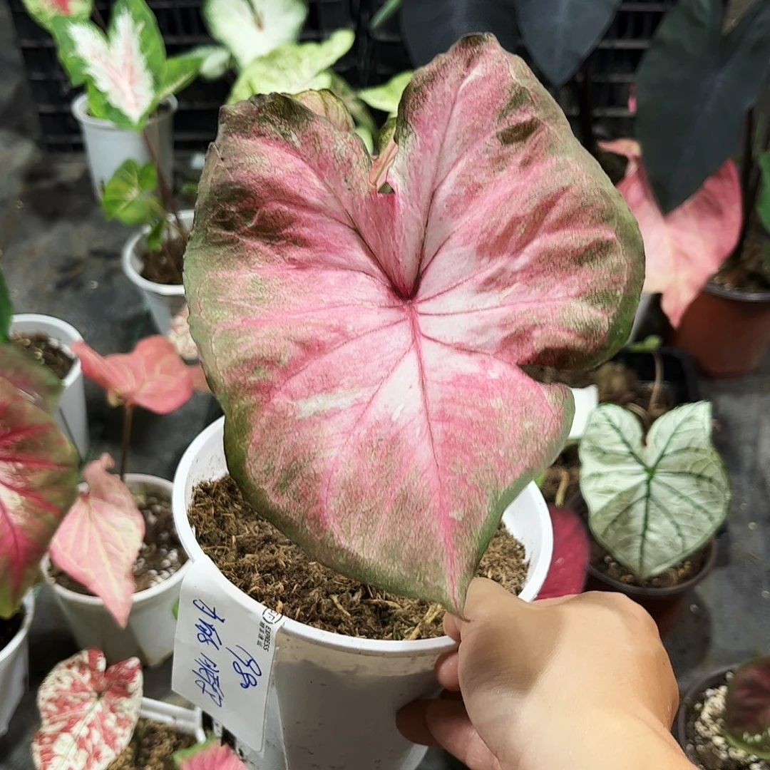 为***称海王彩叶芋不带花