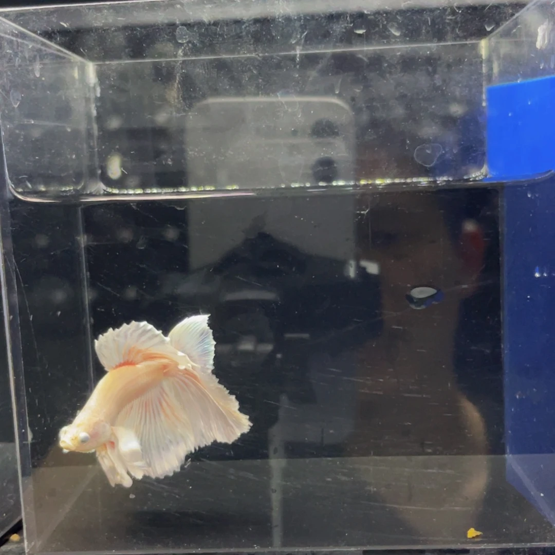 蓝口孵鱼哈哈哈哈哈哈哈493