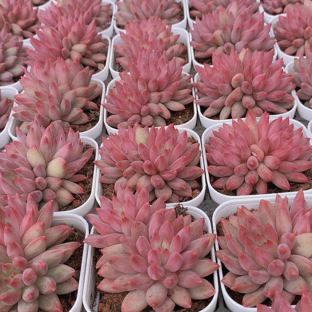 双头红体虞美人35677889999