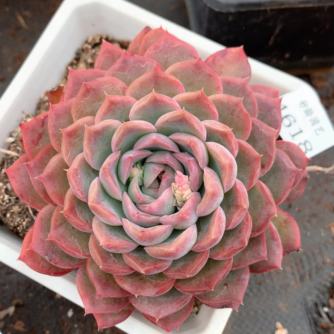 4618杂交多肉植物基地