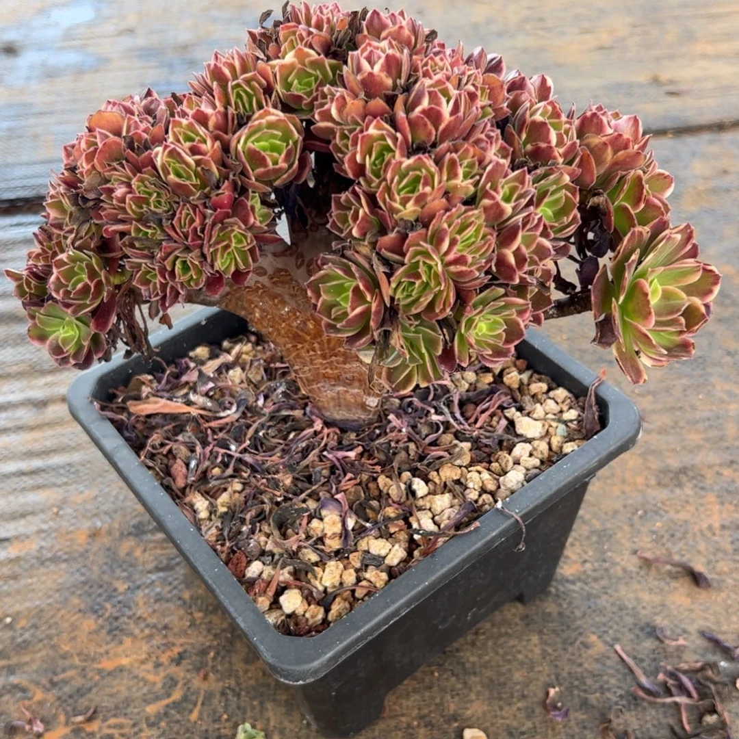 欧嘉莉缀化老桩全朵朵