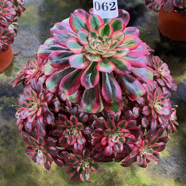 花***子法师初恋06200000