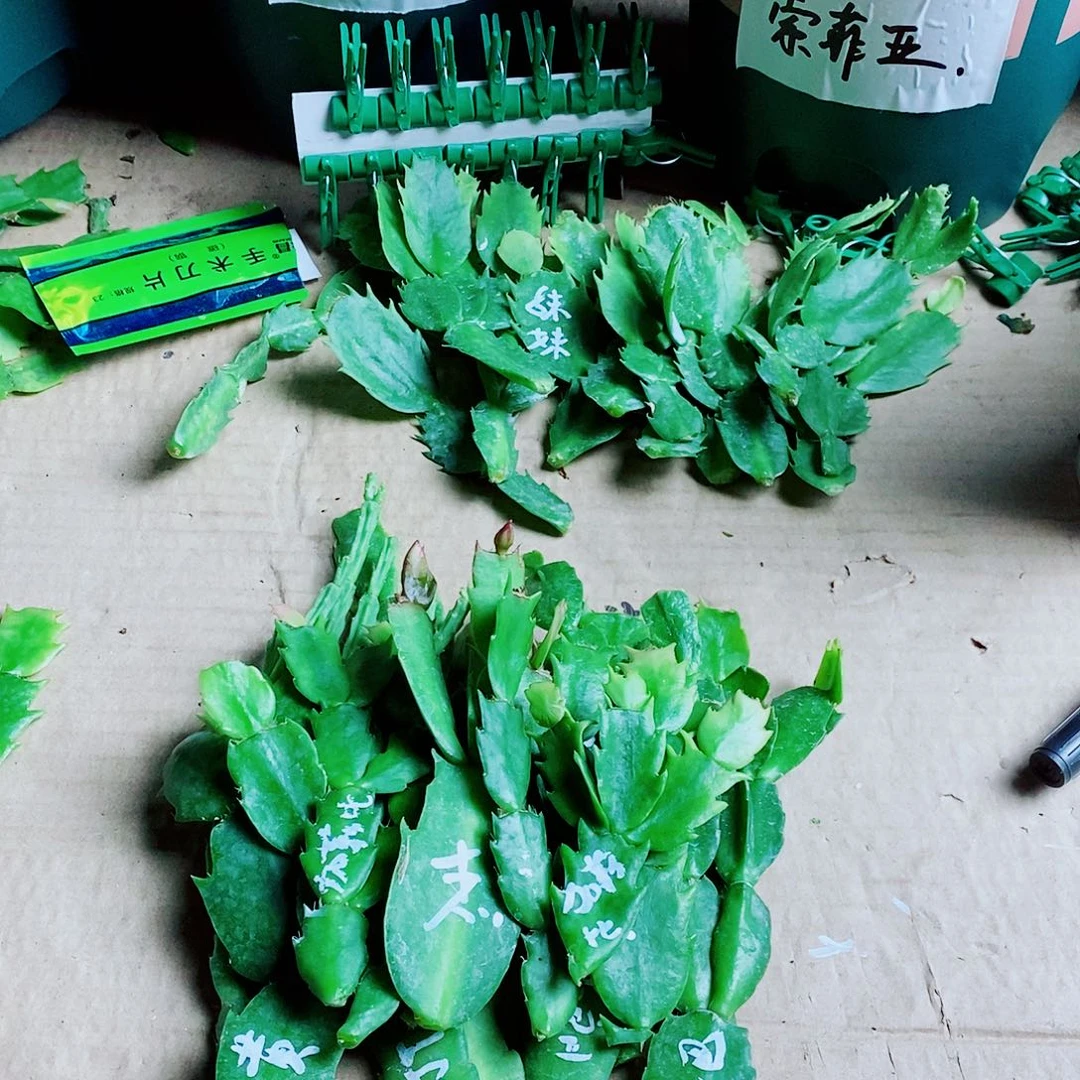 魏***卫无花朵叶片福利一物一拍