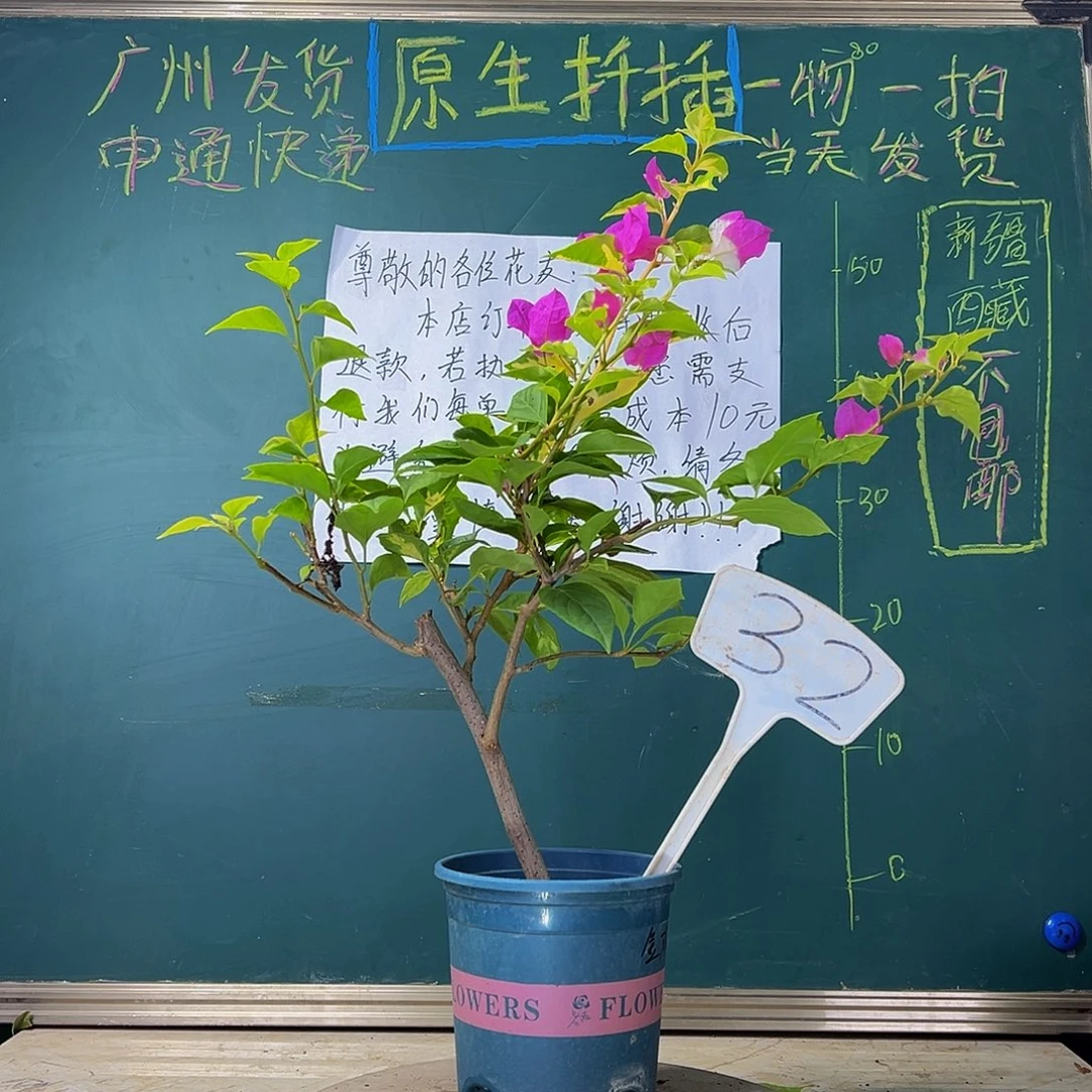 当前无花栽培后可以开花 金双洋红 32