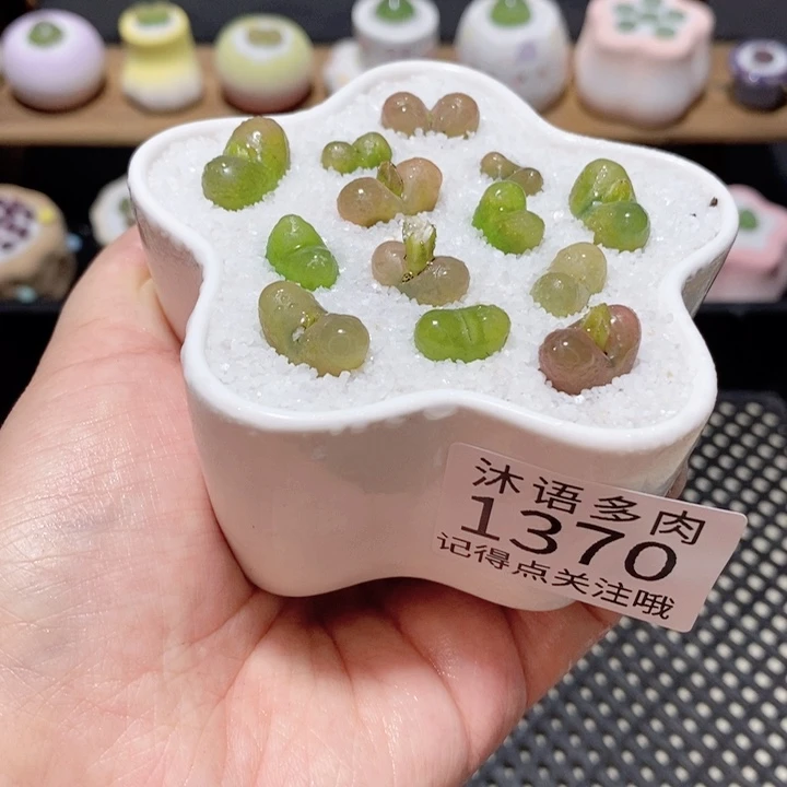 带盆土植物 一物一拍 1370