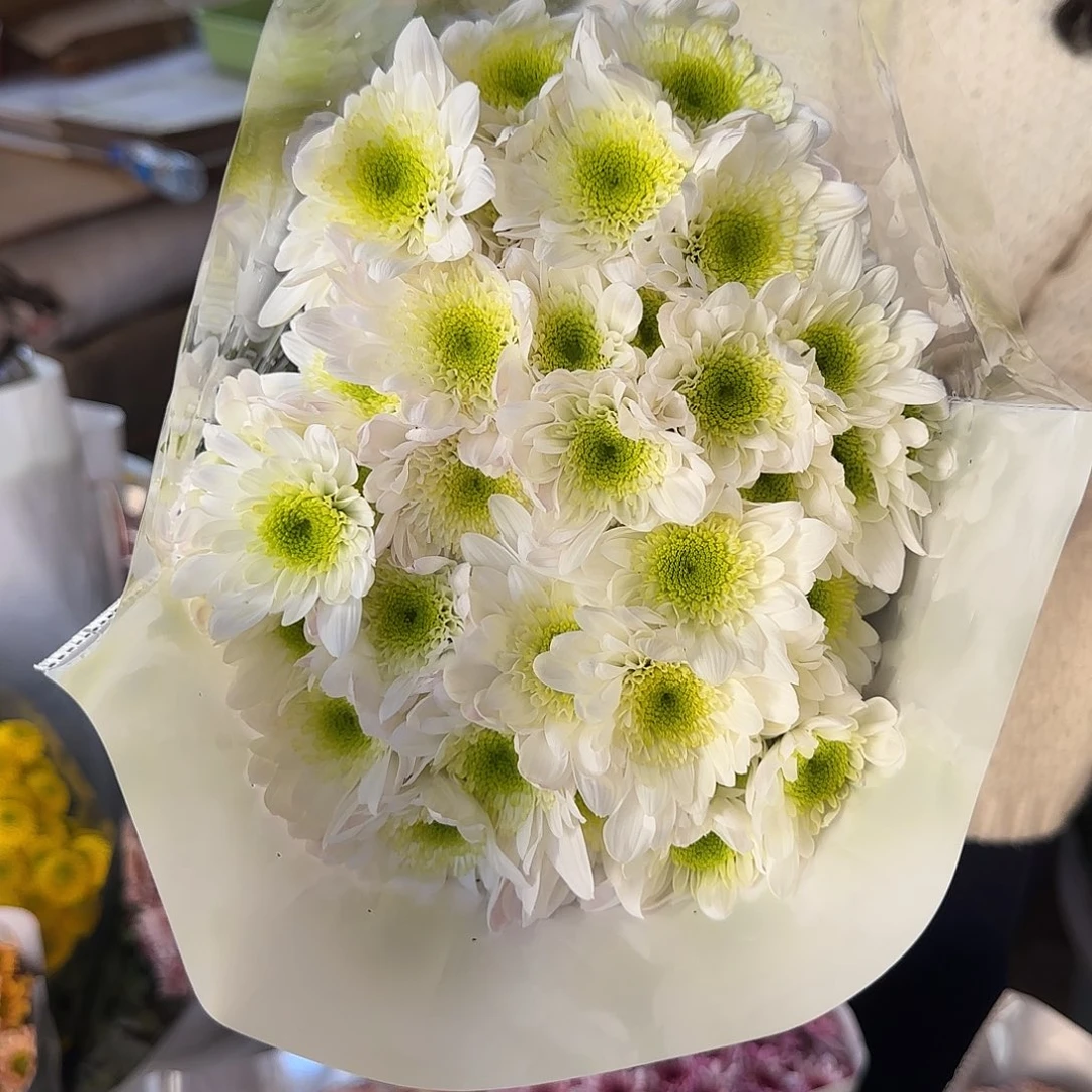 瑞白小菊多头不包邮