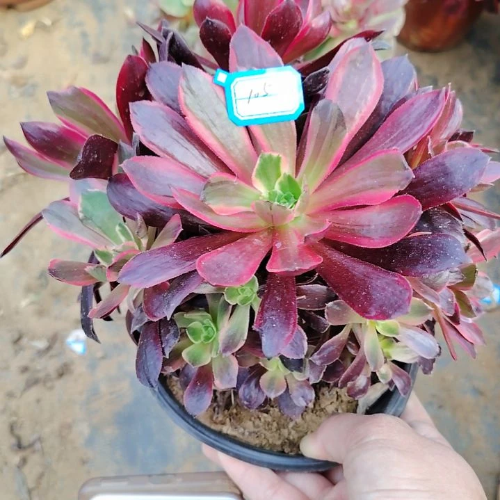 105号老桩法师赤霞飞