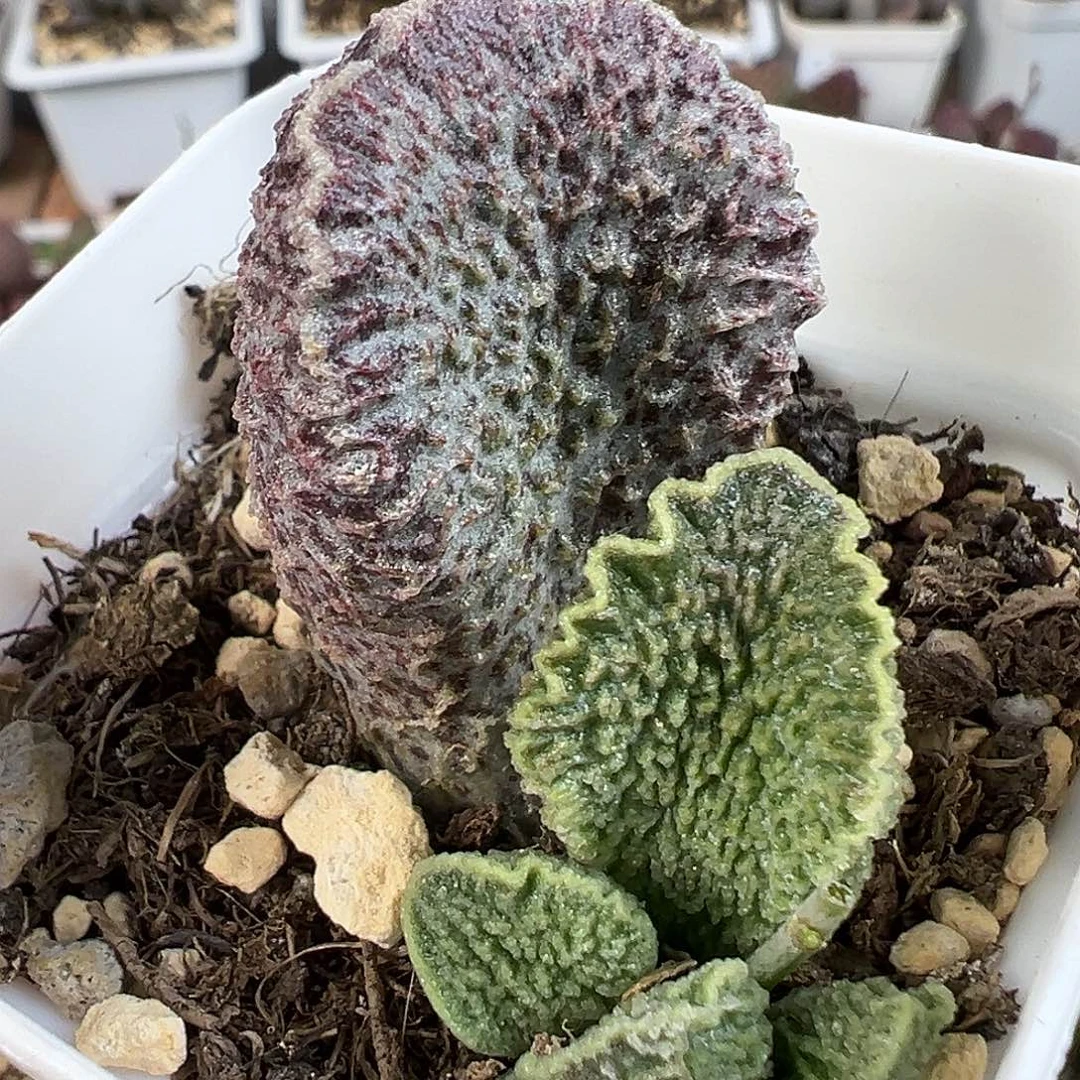 茶实生新品多肉水泡植物