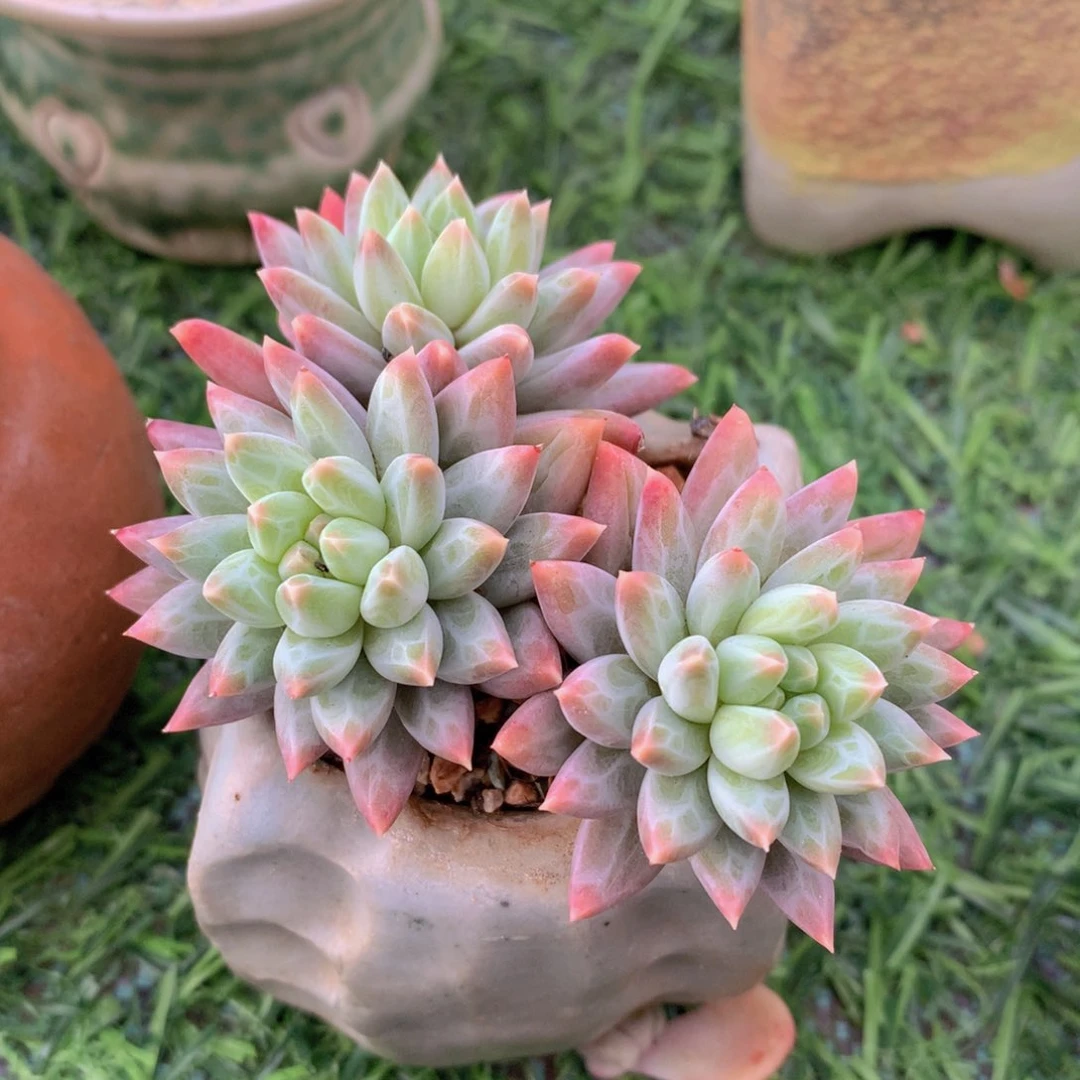 小青花带盆6公分