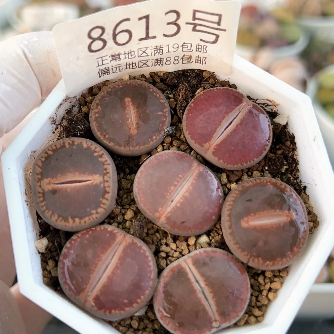 好养易活生石花大母本8613