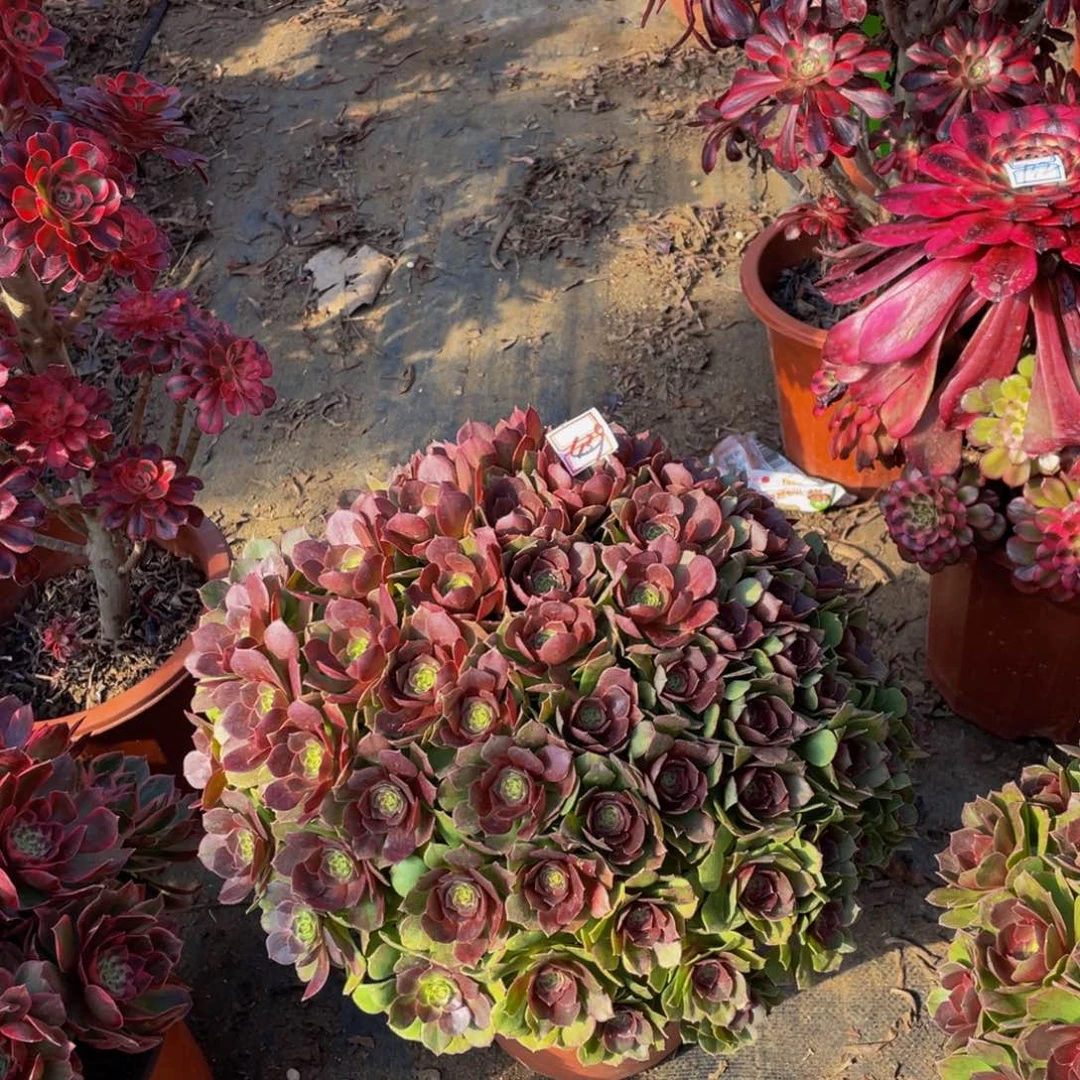 439鲜花老桩变色龙鲜花