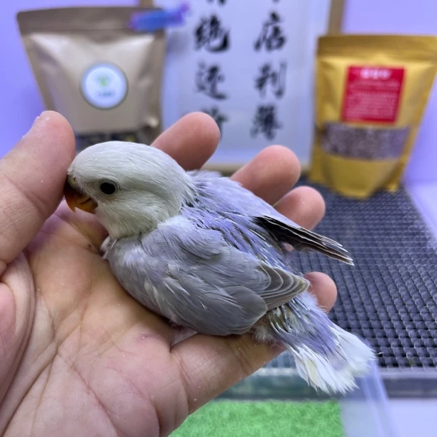精品紫熏母P60959-桃面鹦鹉