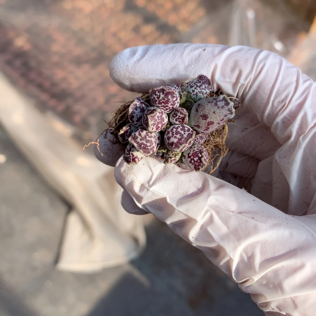 海豹多肉哈哈哈哈哈526