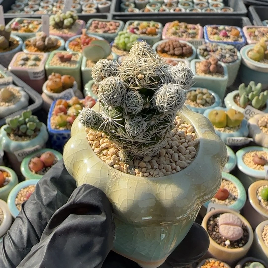 1005--一物一拍 带盆