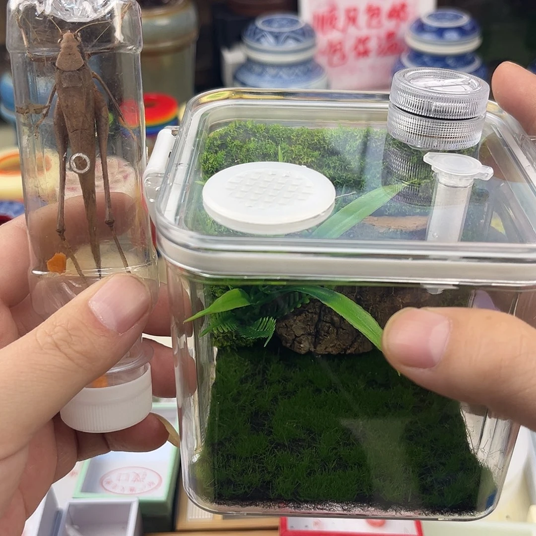 一个小生态箱➕一条蛙纺