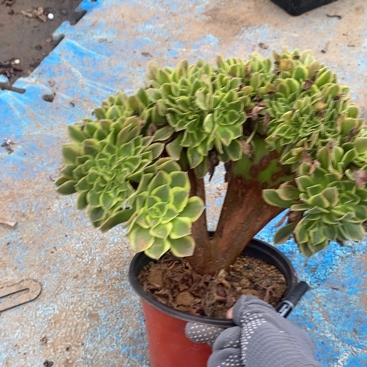 青檬锦缀14多肉植物法师